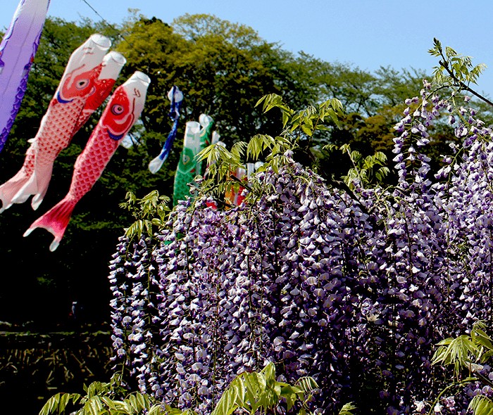待ちに待った藤が咲きました！