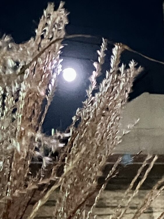 秋を感じるー月見に花火