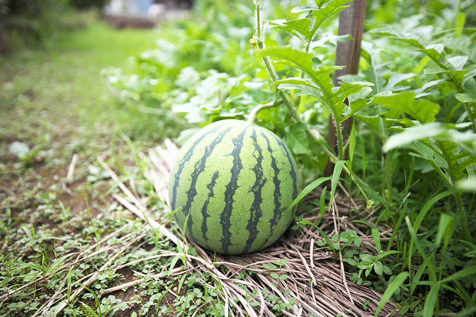 その楽しみが、日々をやさしく彩る